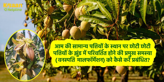 आइए जानते है जाड़े के मौसम में आम के नए एवम पुराने बागों में क्या करें क्या न करें?